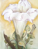 Anita Lyte Williams
